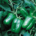 Indra/इंद्रा F1 Hybrid Capsicum (Syngenta) - Farmers Stop