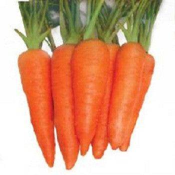 NS 854 Carrot (Namdhari Seeds) - Farmers Stop