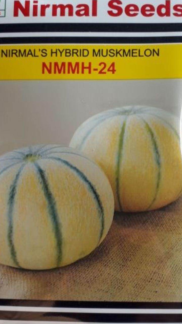 Nirmal's Hybrid Muskmelon NMMH-24 (Nirman Seeds) - Farmers Stop