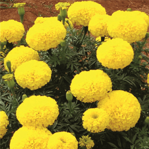Rambha/रम्भा Marigold (Fito) - Farmers Stop