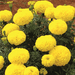 Rambha/रम्भा Marigold (Fito) - Farmers Stop