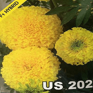 US 202 Marigold (US Agri Seeds) - Farmers Stop