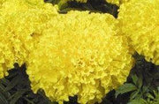 Maxima Yellow/मैक्सिमा येलो F1 Marigold (East West Seeds) - Farmers Stop