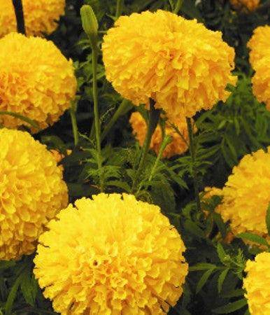 Arrow Gold/एरो गोल्ड F1 Marigold (East West Seeds) - Farmers Stop