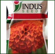 Deep Orange/गहरा नारंगी Marigold (Indus Seeds) - Farmers Stop