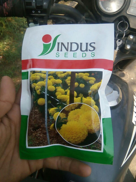 Sweet Yellow Marigold ( Indus Seeds) - Farmers Stop
