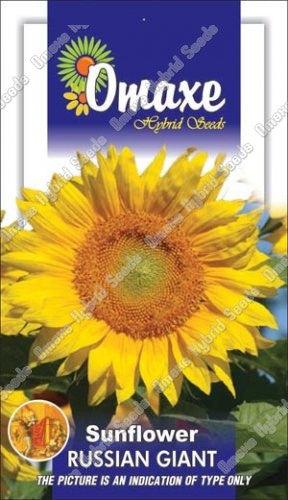 Russian Giant/रुस्सियन जायंट Sunflower (Omax Seeds) - Farmers Stop