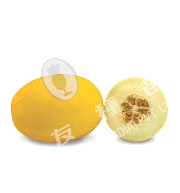 Muskmelon Sun - 2 (Known You Seeds) - Farmers Stop