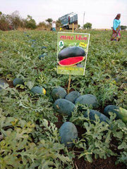 Sagar King/सागर किंग Watermelon (Sagar Seeds) - Farmers Stop