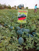 Sagar King/सागर किंग Watermelon (Sagar Seeds) - Farmers Stop