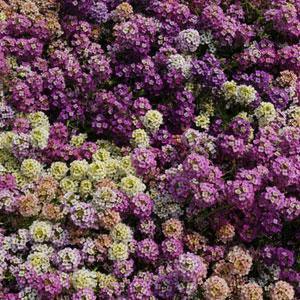 Easter Bonnet Mix Alyssum Flower Seeds (PanAmerican Seeds) - Farmers Stop