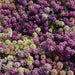 Easter Bonnet Mix Alyssum Flower Seeds (PanAmerican Seeds) - Farmers Stop