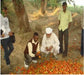 NS 592 Tomato (Namdhari Seeds) - Farmers Stop