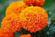 Orange 900 Hybrid F1 Marigold (Sakata) - Farmers Stop
