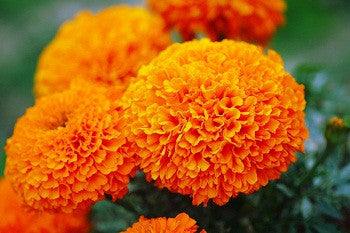 Orange 900 Hybrid F1 Marigold (Sakata) - Farmers Stop