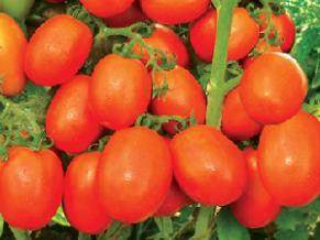 NS 2535 Tomato (Namdhari Seeds) - Farmers Stop