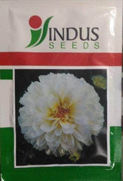 Shubhra/शुभ्रा Beejilee Flower Seeds (Indus Seeds) - Farmers Stop