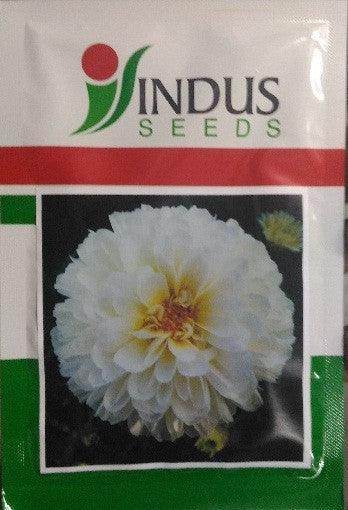 Shubhra/शुभ्रा Beejilee Flower Seeds (Indus Seeds) - Farmers Stop