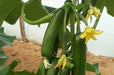 Greenhouse F1 Cucumber Terminator Seeds (Yuksel Seeds ) - Farmers Stop