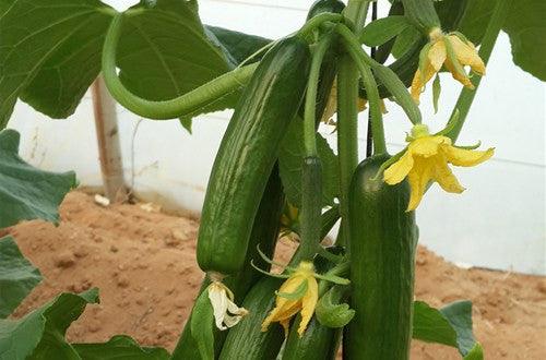 Greenhouse F1 Cucumber Terminator Seeds (Yuksel Seeds ) - Farmers Stop