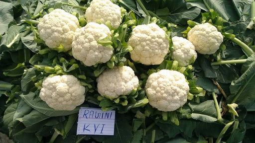 Ragini/रागिनी Hybrid Cauliflower (Known You Seeds) - Farmers Stop