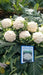Ragini/रागिनी Hybrid Cauliflower (Known You Seeds) - Farmers Stop