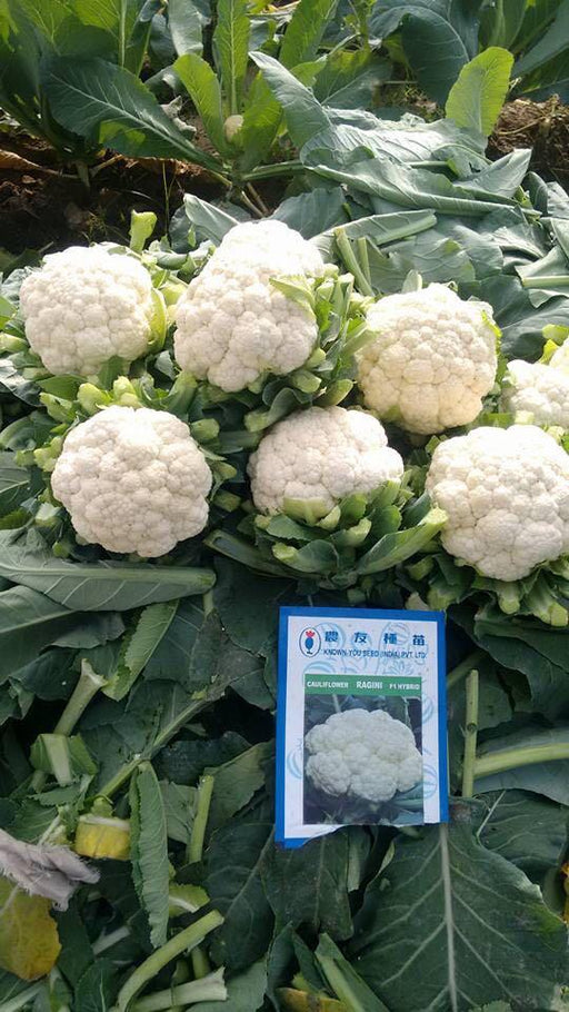 Ragini/रागिनी Hybrid Cauliflower (Known You Seeds) - Farmers Stop