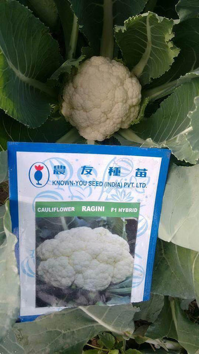 Ragini/रागिनी Hybrid Cauliflower (Known You Seeds) - Farmers Stop