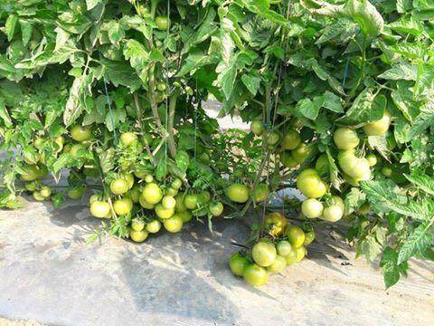 Laksh/लक्ष Hybrid Tomato (Known You Seeds) - Farmers Stop