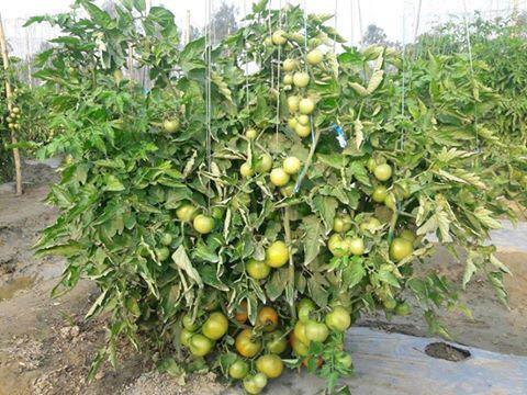 Laksh/लक्ष Hybrid Tomato (Known You Seeds) - Farmers Stop