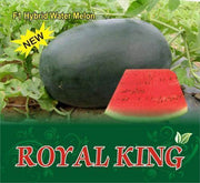 Royal King/Royal किंग Watermelon (Sagar Seeds) - Farmers Stop