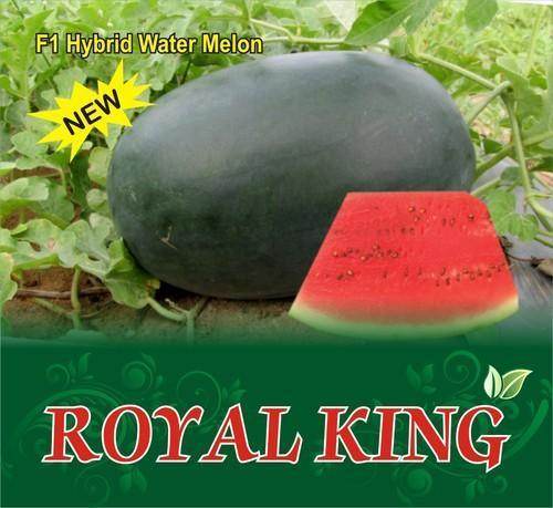 Royal King/Royal किंग Watermelon (Sagar Seeds) - Farmers Stop