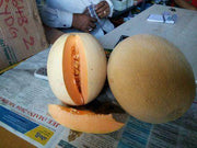 Kasturi/कस्तूरी Hybrid Muskmelon (Sagar Biotech Seeds) - Farmers Stop