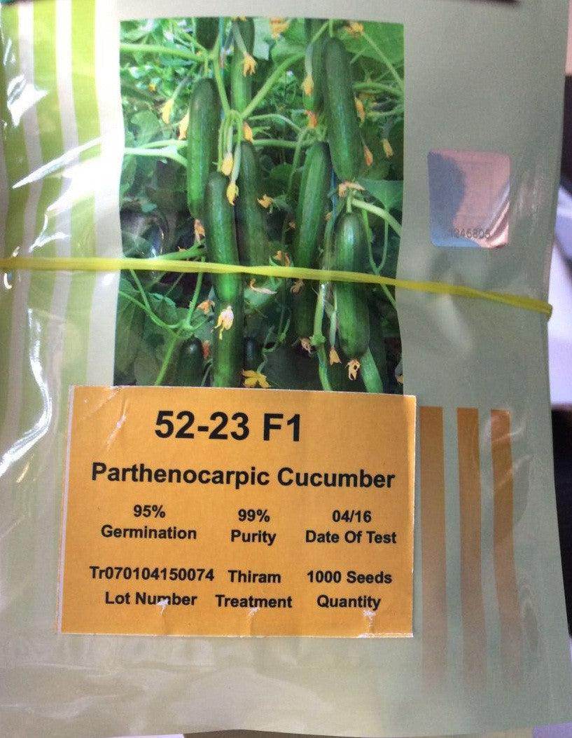 Buy 52-23 F1 Parthenocarpic F1 Cucumber Seeds (Yuksel Seeds