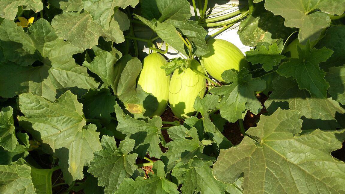 Jhanvi/जानवी Hybrid Muskmelon (Sagar Biotech Seeds) - Farmers Stop
