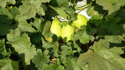 Jhanvi/जानवी Hybrid Muskmelon (Sagar Biotech Seeds) - Farmers Stop