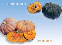 Arjuna/अर्जुन  F1 Pumpkin (East West Seeds) - Farmers Stop