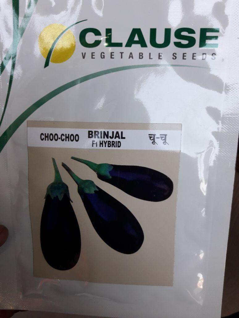 Choo Choo/चू चू Hybrid F1 Brinjal (Clause Seeds) - Farmers Stop