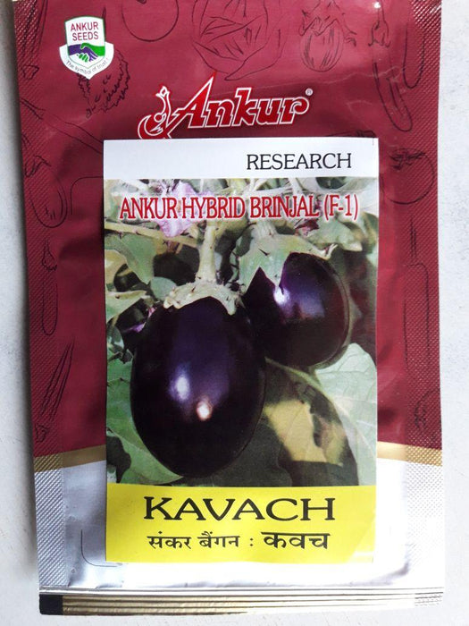 Kavach/कवच Hybrid F1 Brinjal (Ankur Seeds) - Farmers Stop