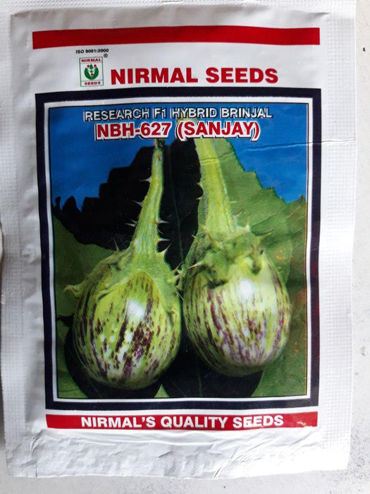 NBH 627 Sanjay Hybrid F1 Brinjal (Nirmal Seeds) - Farmers Stop