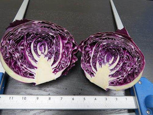 Scarlet Hybrid Cabbage (Known You Seeds) — product image 1