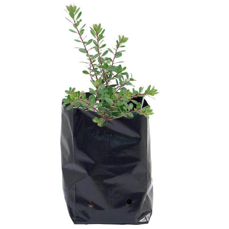 Multi Size Plant Nursery Grow Poly Bags (Farmers Stop) - Farmers Stop
