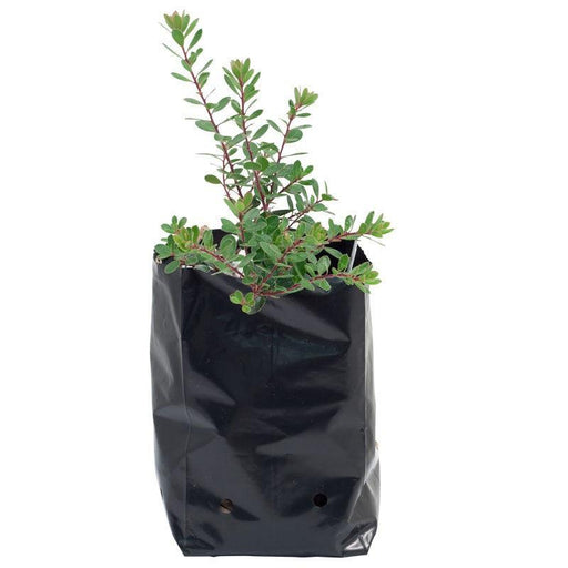 Multi Size Plant Nursery Grow Poly Bags (Farmers Stop) - Farmers Stop