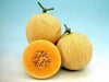 Sun Rise/सन राइज F1 Hybrid Muskmelon (Known You Seeds) - Farmers Stop