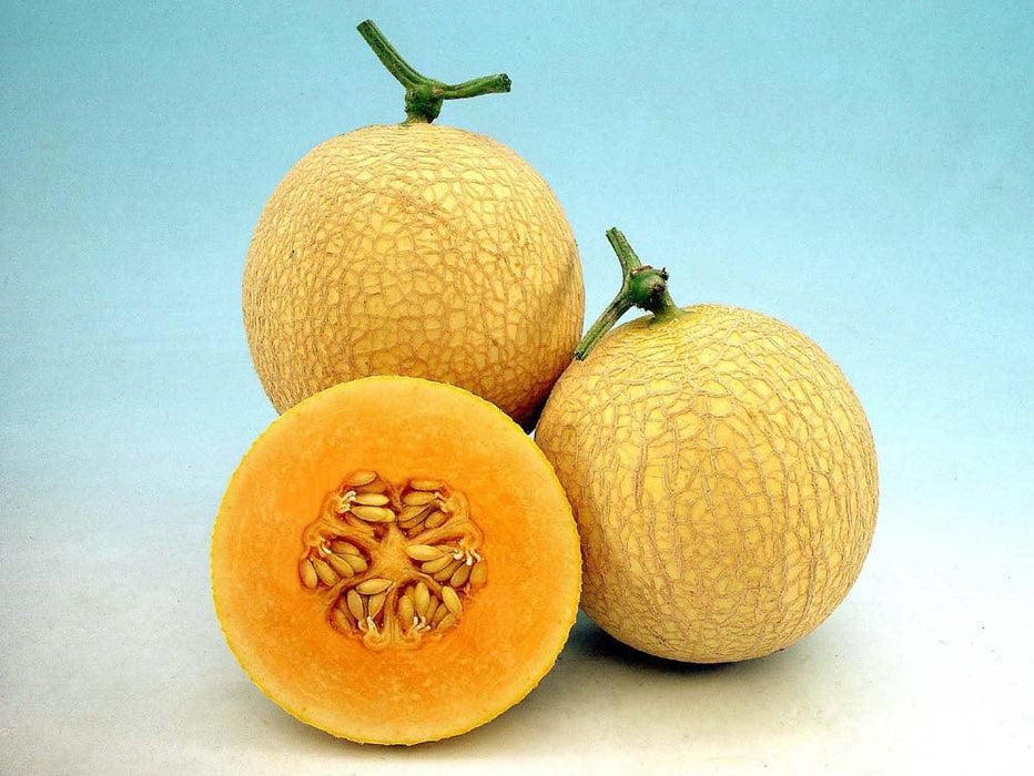Sun Rise/सन राइज F1 Hybrid Muskmelon (Known You Seeds) - Farmers Stop