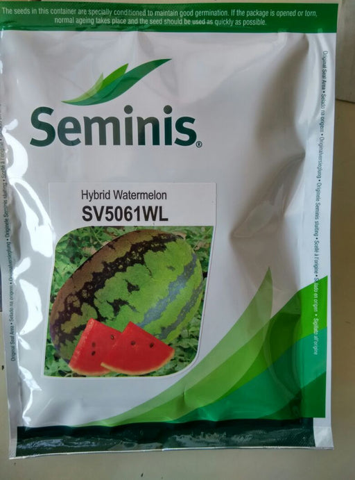 SV5061WL Hybrid Watermelon (Seminis) - Farmers Stop