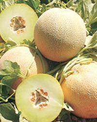 Drona/द्रोणा F1 Hybrid Muskmelon (United Genetics India) - Farmers Stop