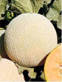 Saffron/सैफरन F1 Hybrid Muskmelon (United Genetics India) - Farmers Stop