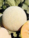 Saffron/सैफरन F1 Hybrid Muskmelon (United Genetics India) - Farmers Stop