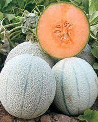 Shikha/शिखा F1 Hybrid Muskmelon (United Genetics India) - Farmers Stop